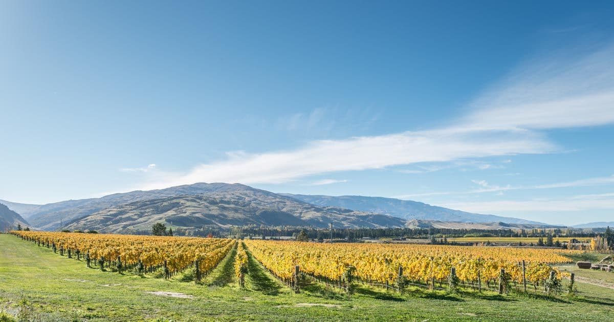 How Felton Road Chardonnay is crafting a Central Otago style