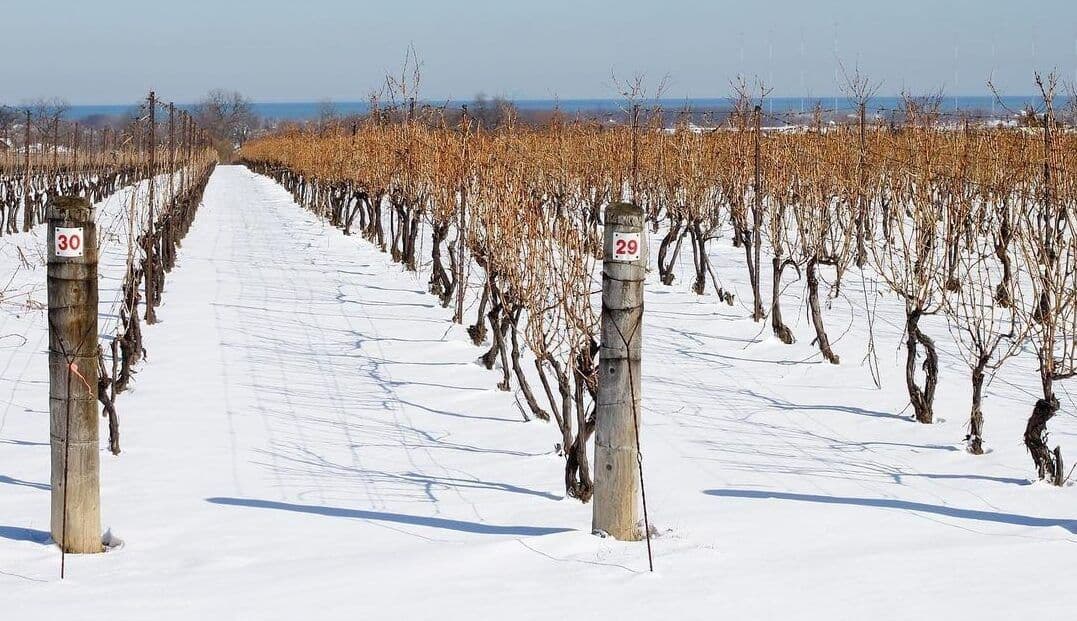 Canadian wine is reaching new levels of maturity and quality