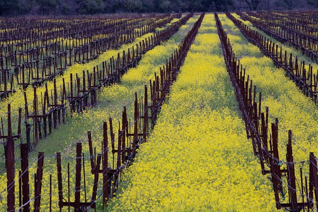 California’s UK revival dampened by 2015 vintage